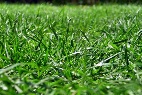 Auch im Schatten kann dichter, sattgrüner Rasen gelingen - dank spezieller Samenmischungen für Schattenrasen.